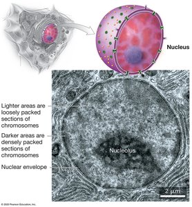 Structure of the nucleus, including nucleolus and chromatin