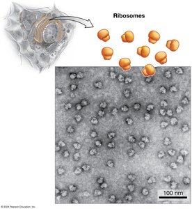 Ribosomes as the site of protein synthesis