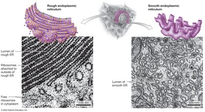 Rough and smooth endoplasmic reticulum structure and function