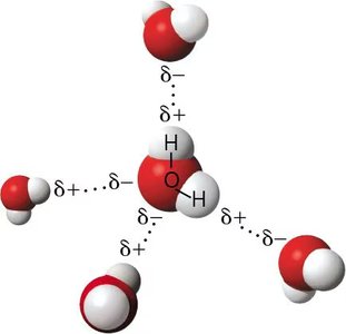 Diagram of hydrogen bonds and polar covalent bonds in water molecules