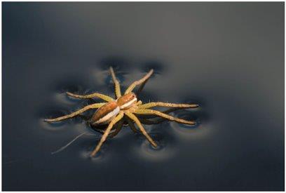 Spider walking on water due to surface tension