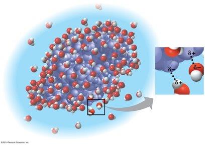 Hydration shell around a molecule