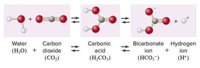 Bicarbonate buffer system reaction