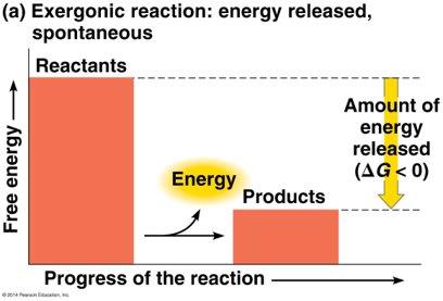 Exergonic reaction energy diagram