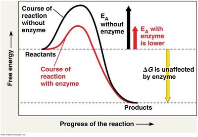 Effect of enzyme on activation energy diagram