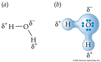 Polarity of water molecule with partial charges