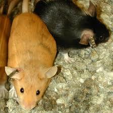 Yellow and black mouse