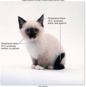 Siamese cat showing temperature-dependent pigment production