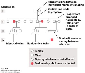 Pedigree chart symbols and structure