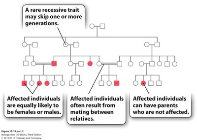Pedigree of a recessive trait