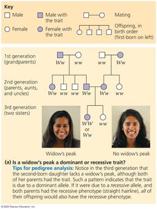 Pedigree analysis example