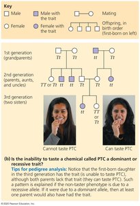 Pedigree chart for dominant trait W