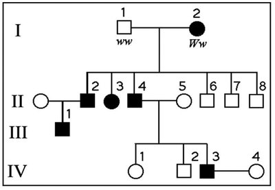 Pedigree showing carriers and affected individuals