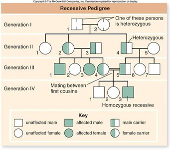 Pedigree with carriers and affected individuals