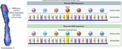 Normal vs. sickle cell hemoglobin sequence