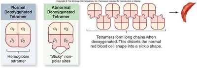 Normal and sickle cell hemoglobin structure