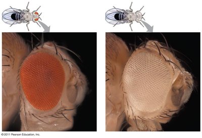 Red and white-eyed Drosophila