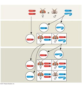 Drosophila eye color inheritance diagram