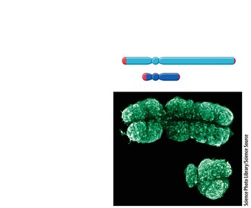 X and Y chromosome comparison
