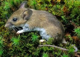 Agouti light belly mouse