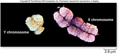 Sex chromosome inheritance systems