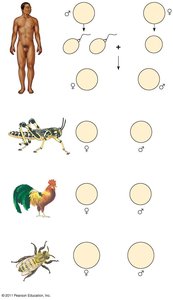 Sex determination systems in animals