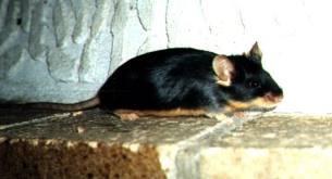 Black and tan mouse