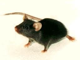Black mouse