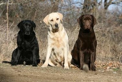 Black, yellow, and chocolate Labrador retrievers