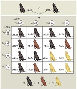 Punnett square for Labrador coat color epistasis