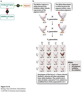 Epistasis in chicken feather color