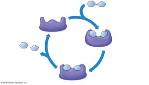 Diagram of the catalytic cycle of an enzyme