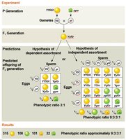 Dihybrid cross and independent assortment