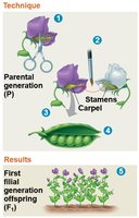 Mendel's technique for crossing pea plants