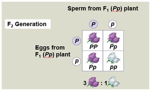 Punnett square for F2 generation in pea plants