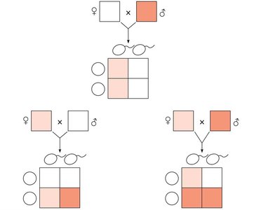 Punnett squares for X-linked inheritance