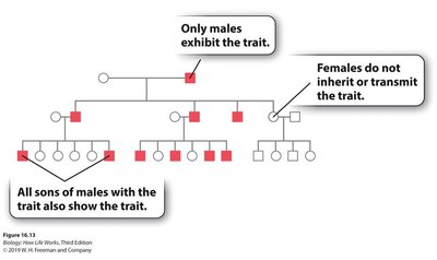 Pedigree showing Y-linked inheritance