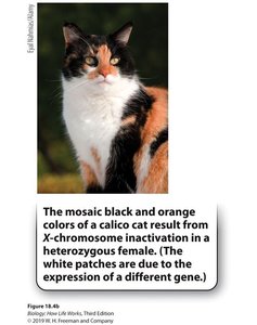 Calico cat showing mosaicism due to X-inactivation