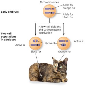 Diagram of X-inactivation in a cat