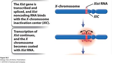 Xist RNA coating the X chromosome