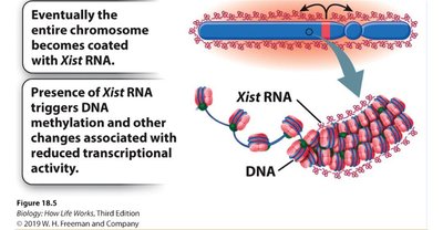 Xist RNA and DNA methylation in X-inactivation