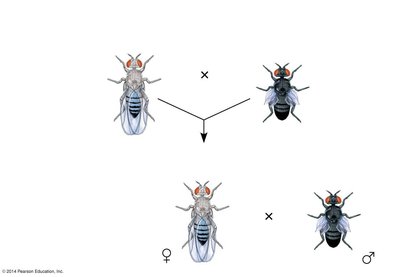 Crossing over and recombinant chromosomes