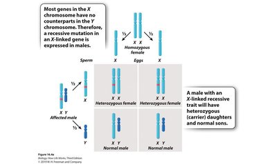 Punnett square for X-linked recessive inheritance from affected male and normal female