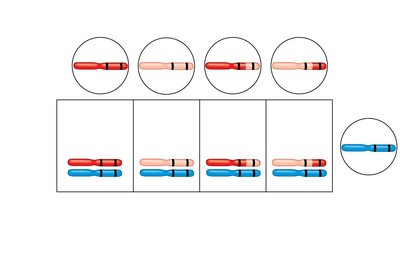Genetic mapping using recombination data