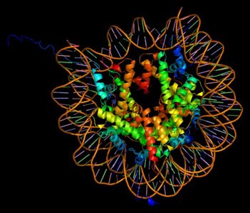 DNA double helix structure