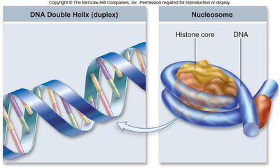 Nucleosome structure