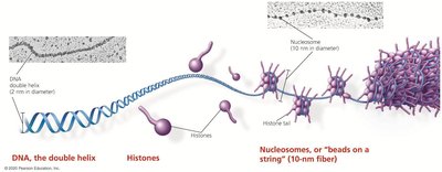 DNA packaging into nucleosomes and chromatin