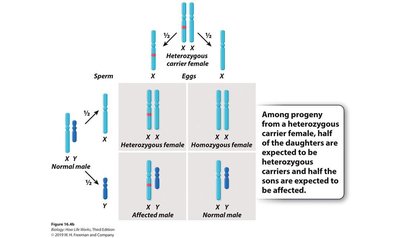 Punnett square for X-linked recessive inheritance from carrier female and normal male