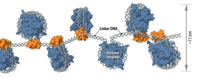 Nucleosome bead structure