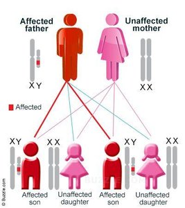Pedigree showing X-linked recessive inheritance